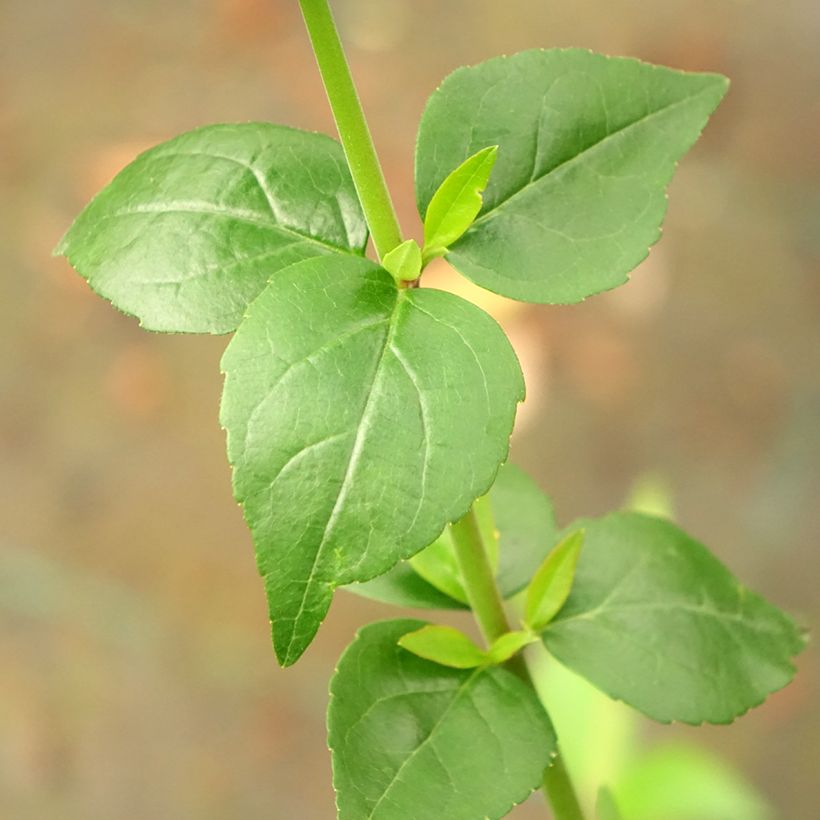 Abelia grandiflora Semperflorens (Foliage)