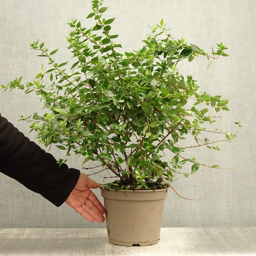 Esemplare di Abelia chinensis Autumn Festival - Abélia de Chine Pot de 4L/5L come consegnato in autunno