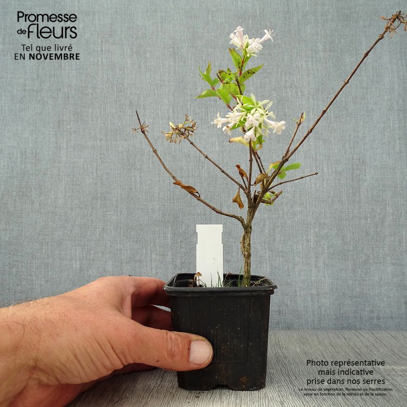 Esemplare di Abelia chinensis White Surprise - Abélia de Chine Godet de 8/9 cm come consegnato in autunno