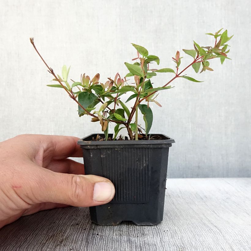 Esemplare di Abelia grandiflora Edward Goucher Vasetto da 8/9 cm come consegnato in autunno