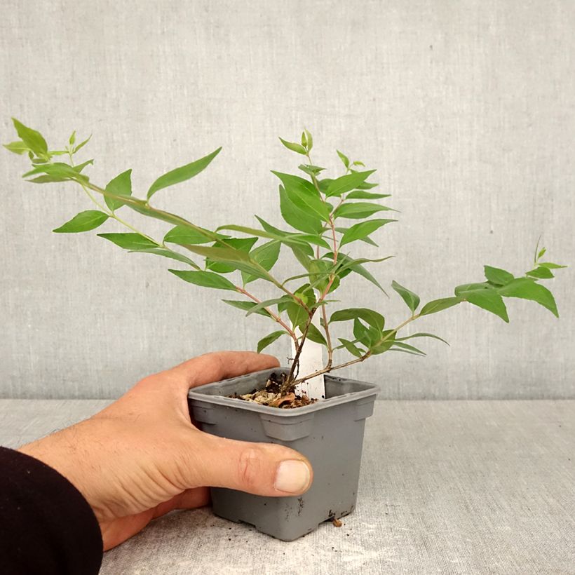 Abelia grandiflora Vasetto da 8/9 cm esemplare consegnato in primavera