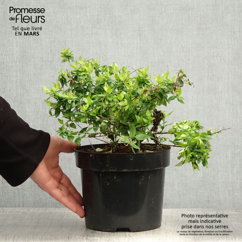 Example of Abelia grandiflora Caramel Charm Vaso da 3L/4L as you get in printemps