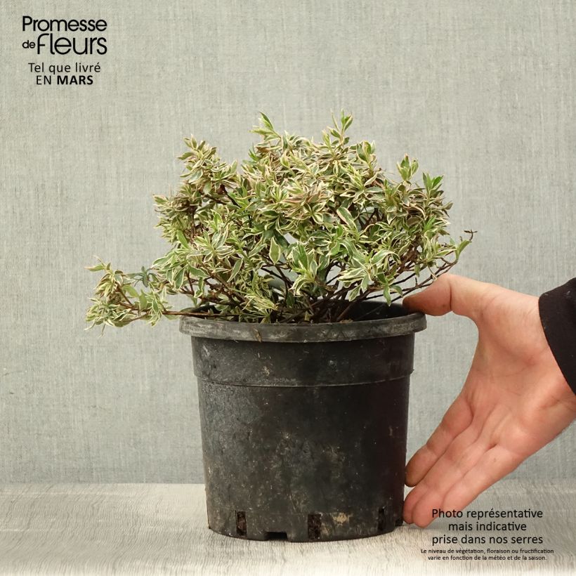 Example of Abelia grandiflora Confetti Vaso da 1,5L/2L as you get in printemps