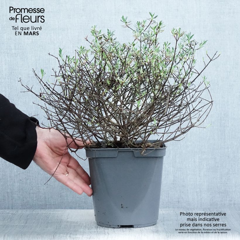 Example of Abelia grandiflora Confetti Vaso da 3L/4L as you get in printemps