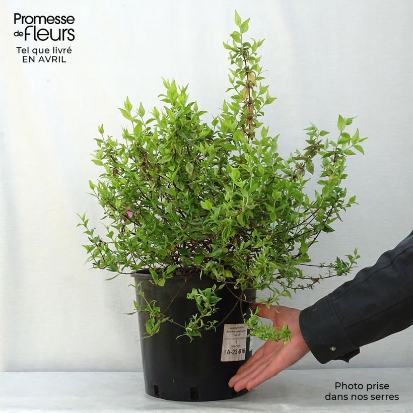 Abelia grandiflora Kaleidoscope Vaso da 3L/4L esemplare consegnato in primavera