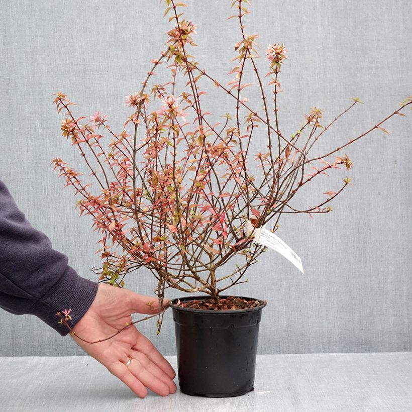 Esemplare di Abelia grandiflora Kaleidoscope Vaso da 1L/1,5L come consegnato in autunno