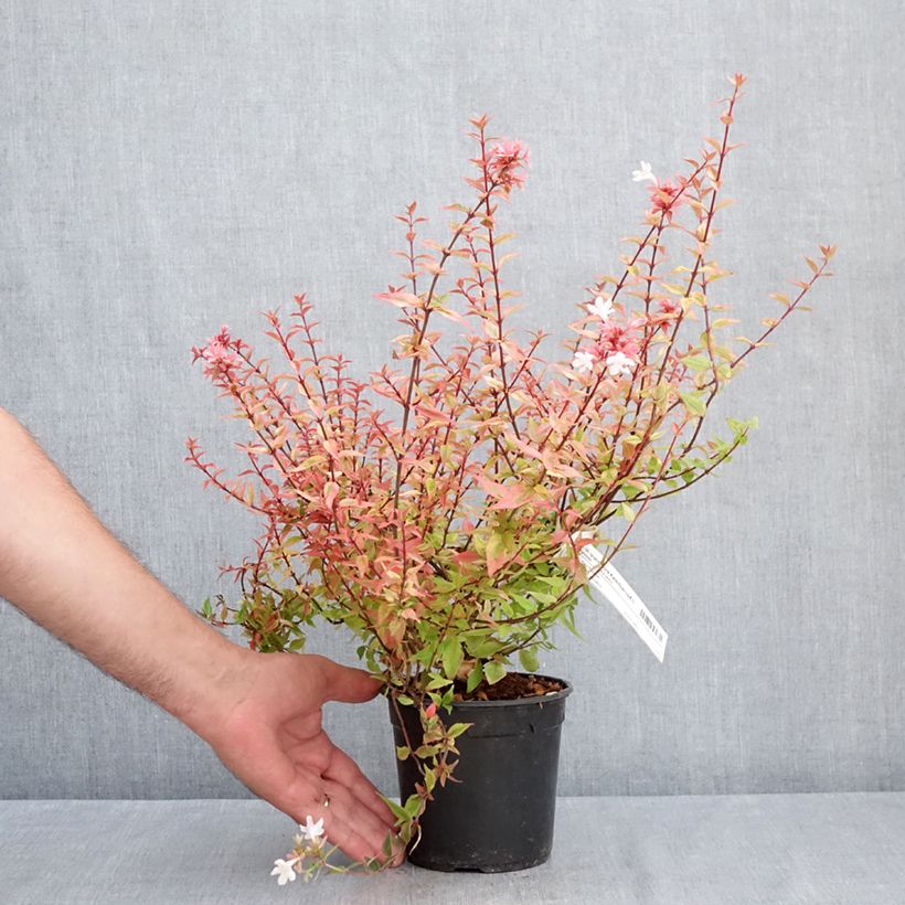 Esemplare di Abelia grandiflora Kaleidoscope Vaso da 1L/1,5L consegnato in estate