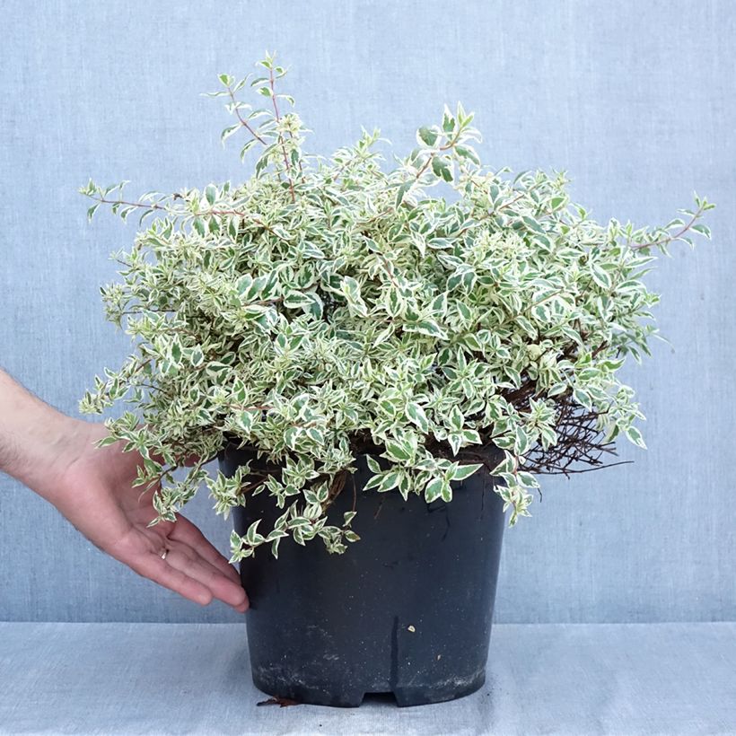 Example of Abelia grandiflora Pink Lady Vaso da 7,5L/10L as you get in automne