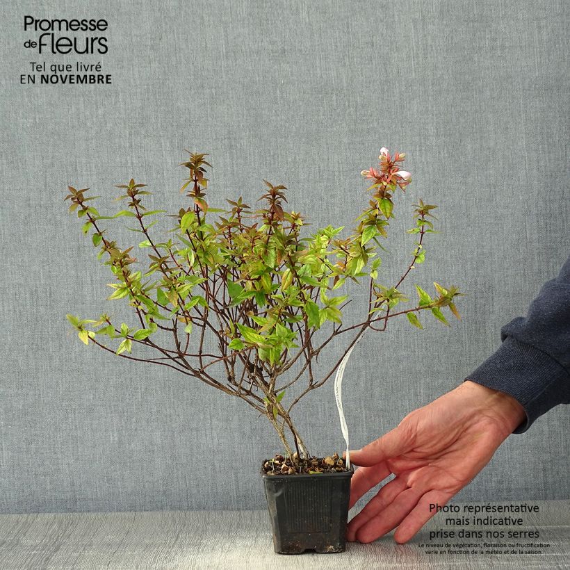 Esemplare di Abelia grandiflora Pisto Godet de 8/9 cm come consegnato in autunno