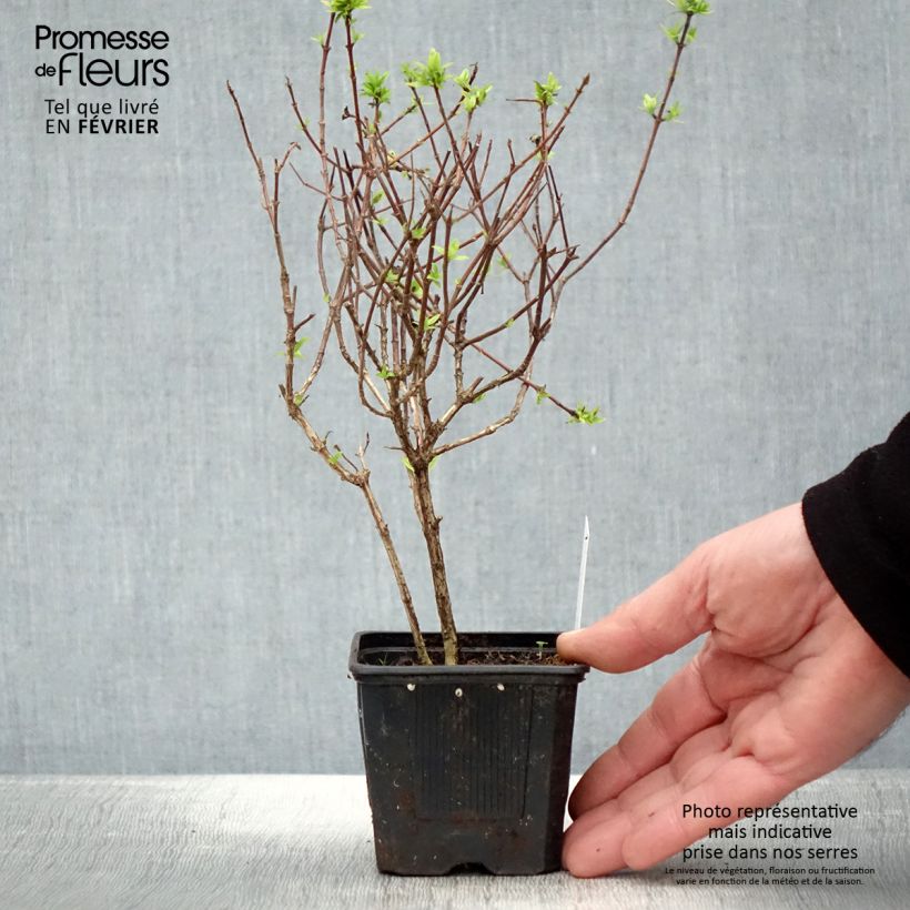 Example of Abelia grandiflora Pisto Vasetto da 8/9 cm as you get in hiver