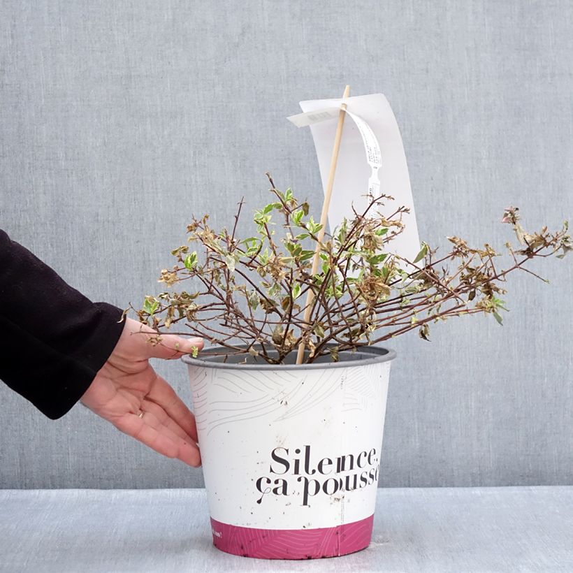 Abelia grandiflora Psykedelik Vaso da 4L/5L esemplare consegnato in inverno