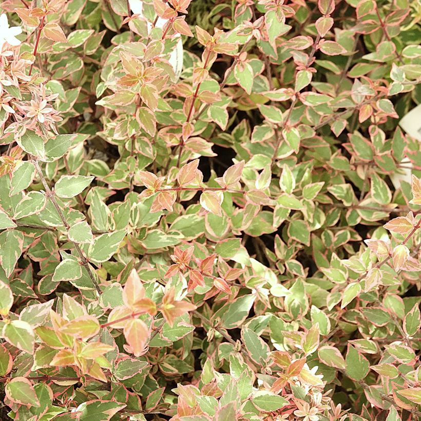 Abelia grandiflora Psykedelik (Fogliame)