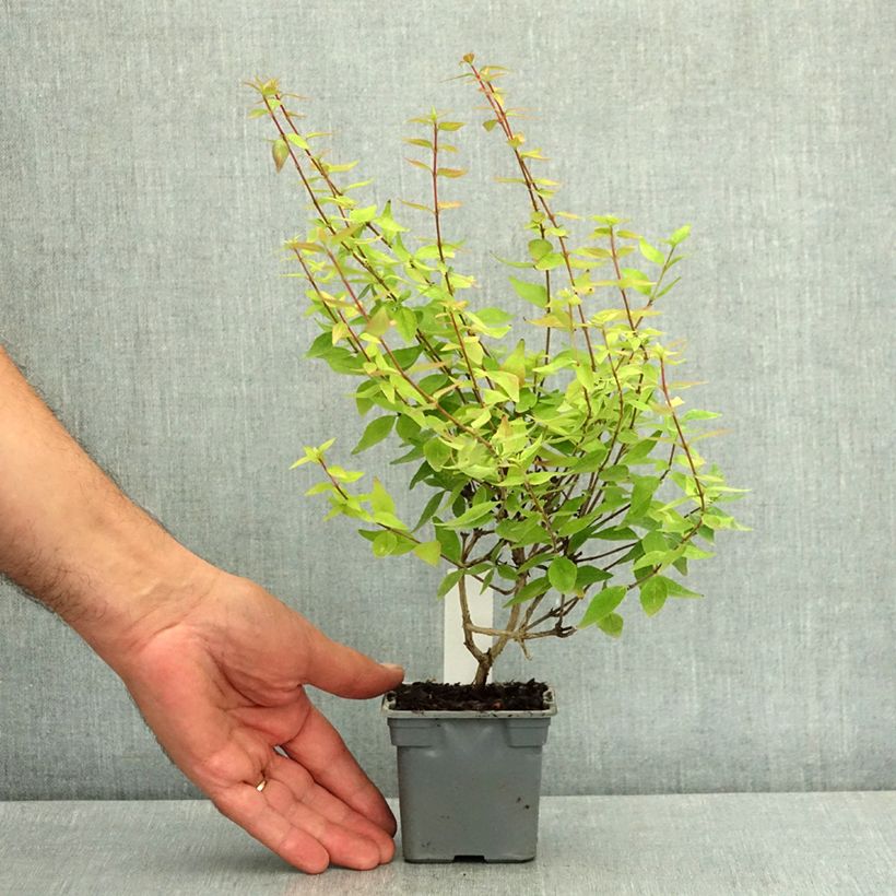 Esemplare di Abelia grandiflora Sherwood Vasetto da 8/9 cm consegnato in estate