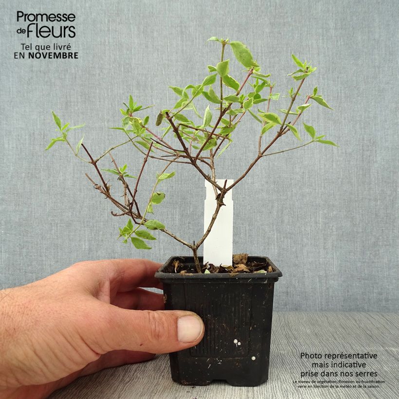 Esemplare di Abelia grandiflora Sunshine Daydream Godet de 8/9 cm come consegnato in autunno