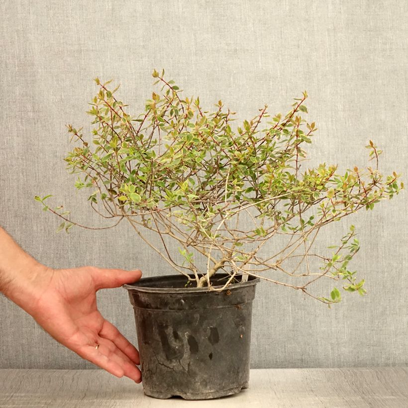 Esemplare di Abelia grandiflora Sunshine Daydream Vaso da 3L/4L consegnato in estate