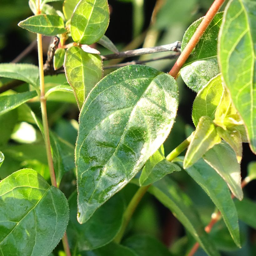Abelia grandiflora Pink Pong (Foliage)