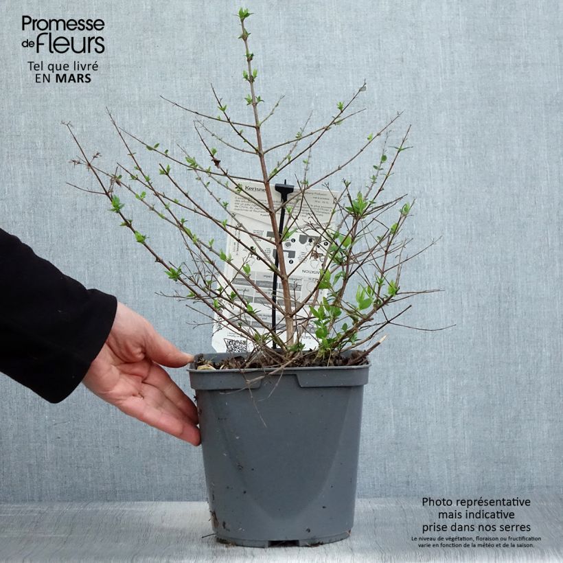 Example of Abelia Raspberry Profusion Vaso da 3L/4L as you get in printemps