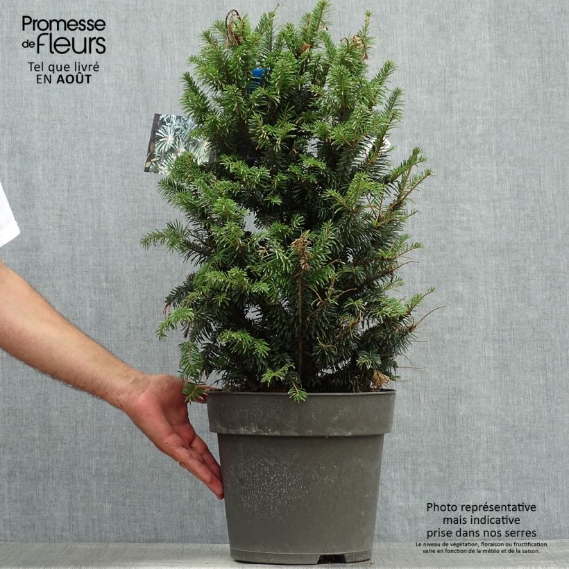 Esemplare di Abete bianco Pyramidalis - Abies alba Vaso da 7,5L/10L consegnato in estate