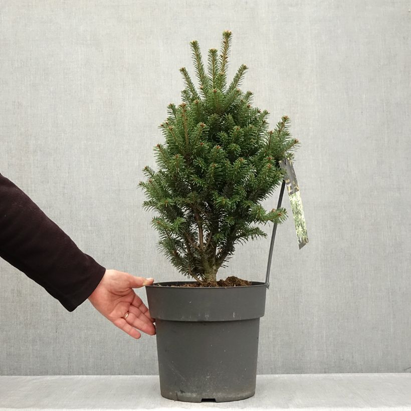 Esemplare di Abete bianco Pyramidalis - Abies alba Vaso da 7,5L/10L come consegnato in autunno