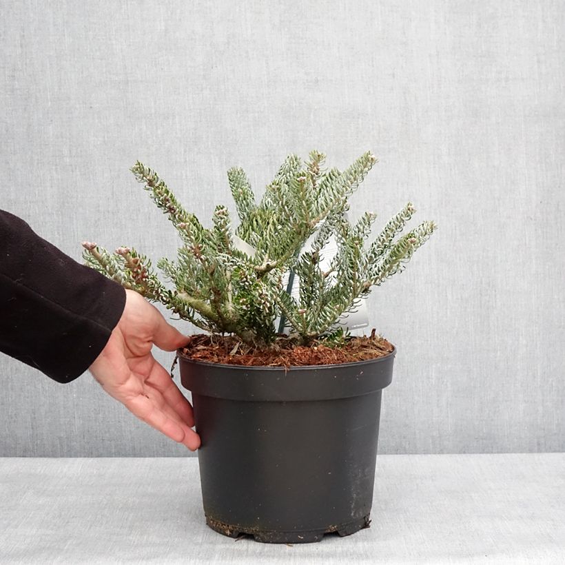 Abies koreana Silberlocke - Sapin de Corée Pot de 4L/5L esemplare consegnato in inverno