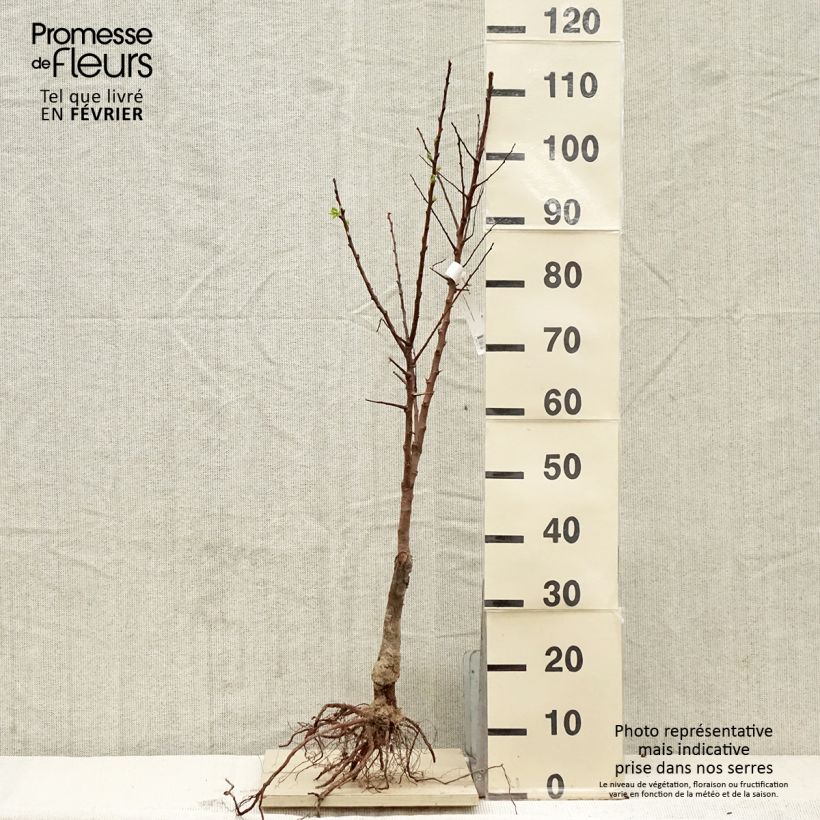 Albicocco Bergeron Bio esemplare consegnato in inverno