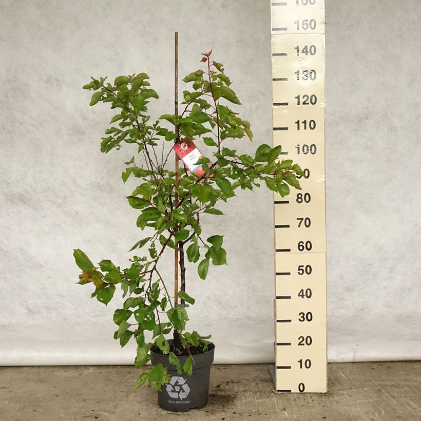 Albicocco Bergeron Vaso da 7,5L/10L, Vasetto esemplare consegnato in primavera