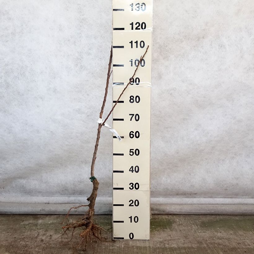 Albicocco Canino Bio Piante grandi a radice nuda, Astone esemplare consegnato in inverno