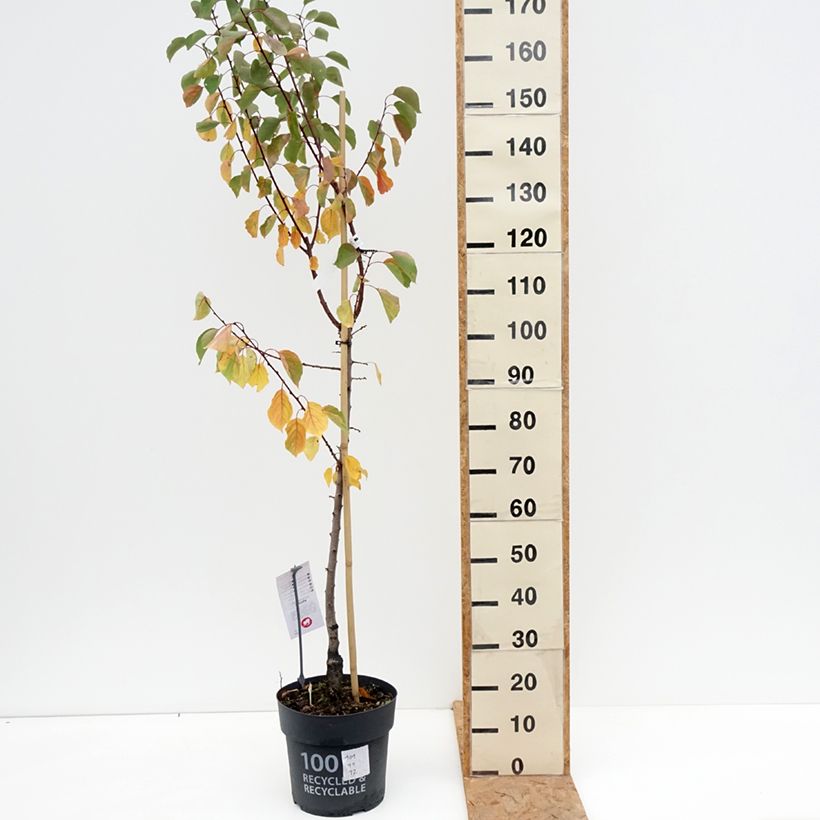 Esemplare di Albicocco Goldrich Vaso da 7,5L/10L, Vasetto come consegnato in autunno