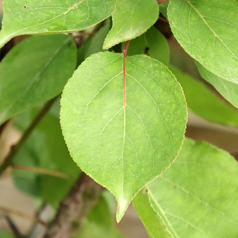 Albicocco Hargrand (Foliage)