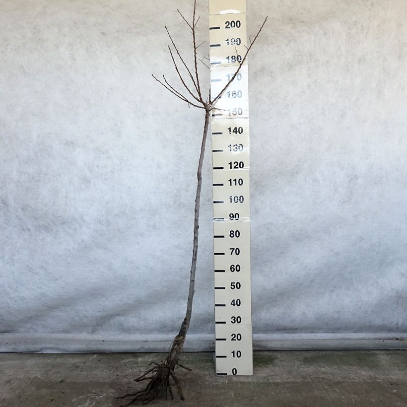 Albicocco Luizet Piante grandi a radice nuda, Vaso impalcato medio esemplare consegnato in inverno