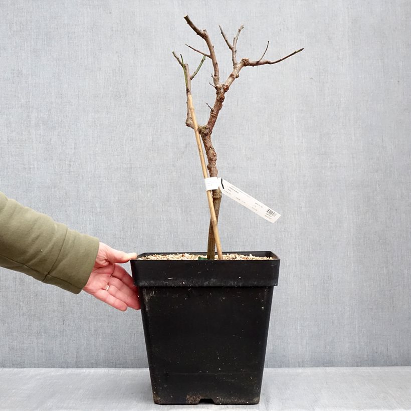 Albicocco Fruit Me Apricot Me Pending Vaso da 12L/15L, Nano esemplare consegnato in inverno