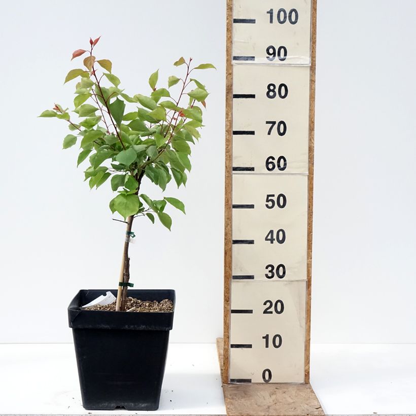 Albicocco Fruit Me Apricot Me Pending Vaso da 12L/15L, Nano esemplare consegnato in primavera