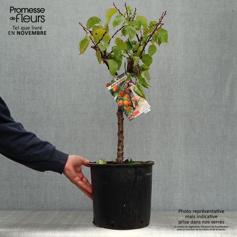 Esemplare di Albicocco Garden Aprigold Vaso da 6L/7L, Vaso impalcato basso come consegnato in autunno