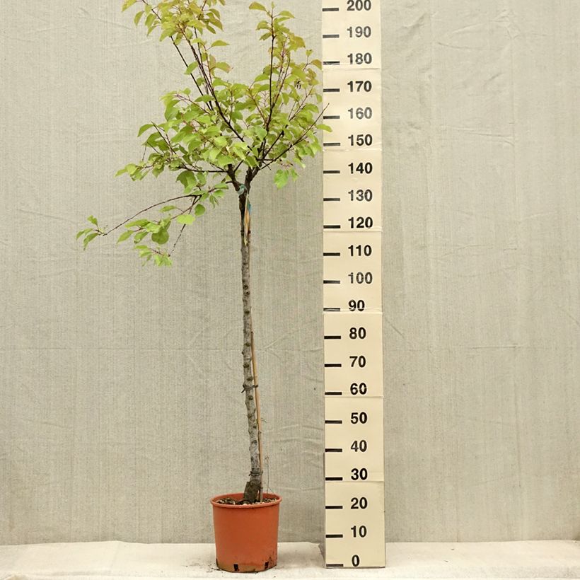 Esemplare di Albicocco Bulida Vaso da 7,5L/10L, Vaso impalcato medio consegnato in estate