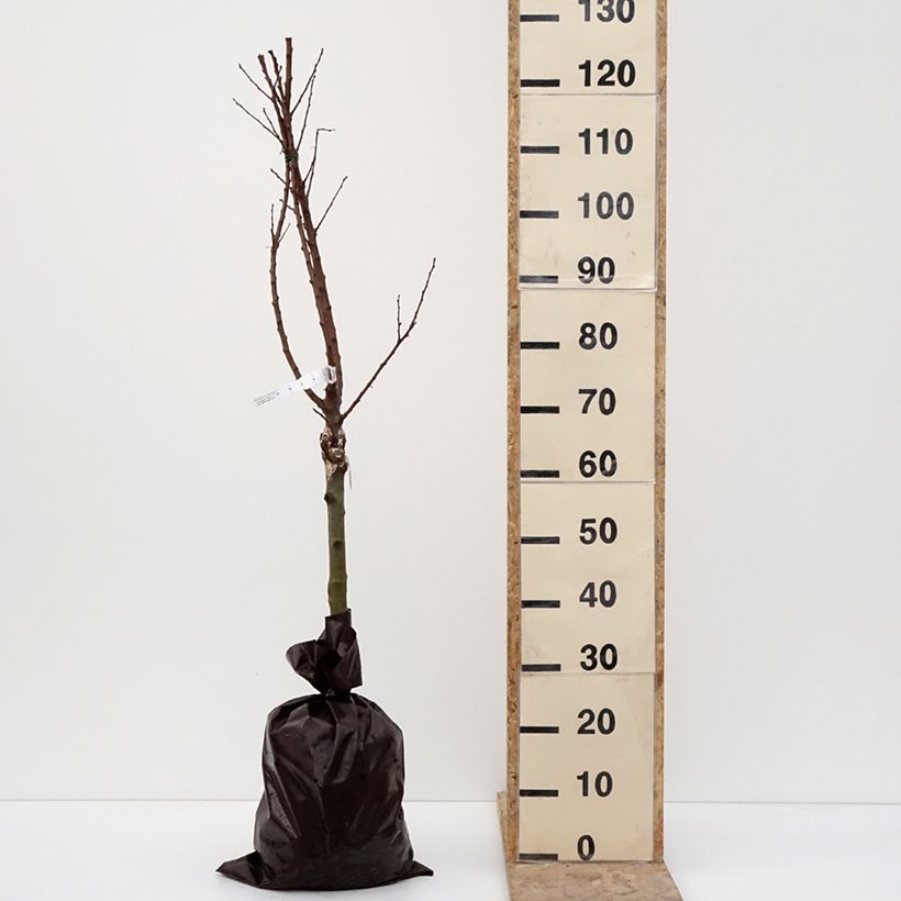 Abricotier - Prunus armeniaca Compacta Motte "Prêt-à-planter", 1/4 de tige esemplare consegnato in inverno