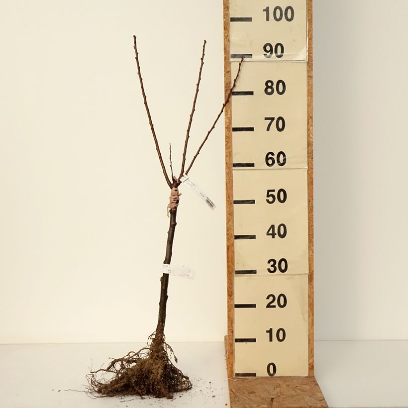 Albicocco Compacta Piante grandi a radice nuda, Vaso impalcato basso esemplare consegnato in inverno