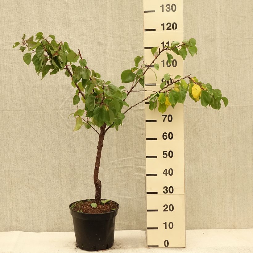 Esemplare di Abricotier - Prunus armeniaca Meilleur de Hongrie Pot de 7,5L/10L, Gobelet come consegnato in autunno