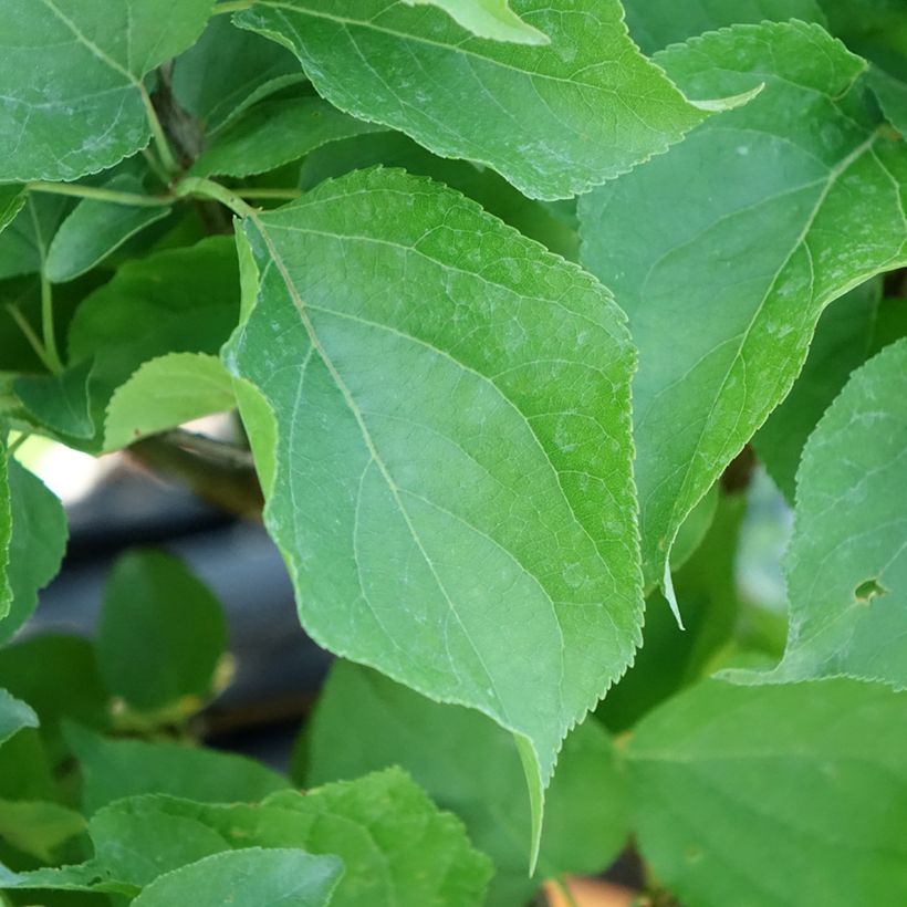 Albicocco Nanum (Fogliame)