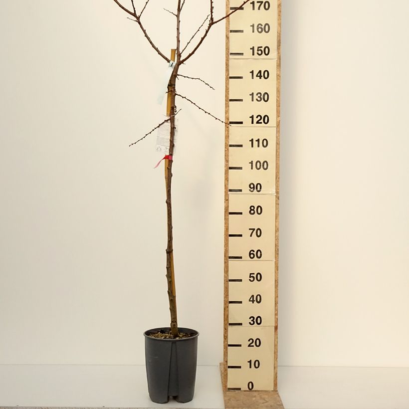 Albicocco Rossa del Roussillon Bio Vaso da 70L/75L, Vaso impalcato esemplare consegnato in inverno