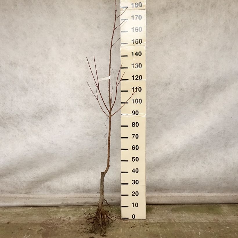 Esemplare di Albicocco Rossa del Roussillon Bio Piante grandi a radice nuda, Astone come consegnato in autunno