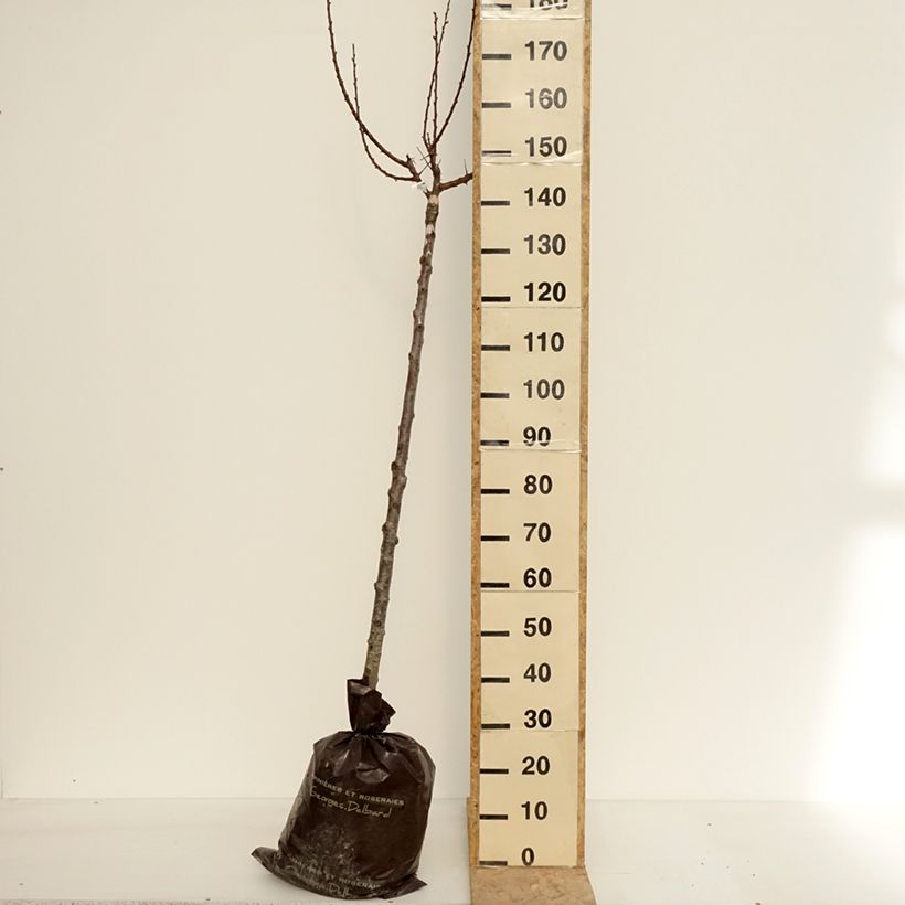 Albicocco Rouge Tardif Delbard 'Delmast' Zolla 'Pronta da piantare', Vaso impalcato medio esemplare consegnato in primavera