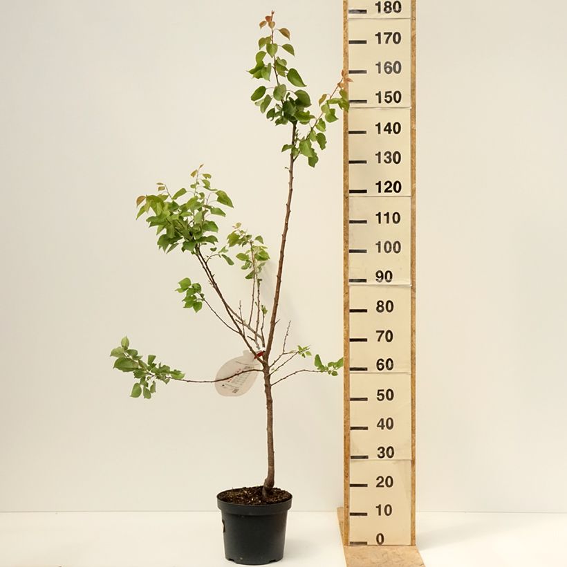 Albicocco Royal Vaso da 7,5L/10L, Vasetto esemplare consegnato in primavera