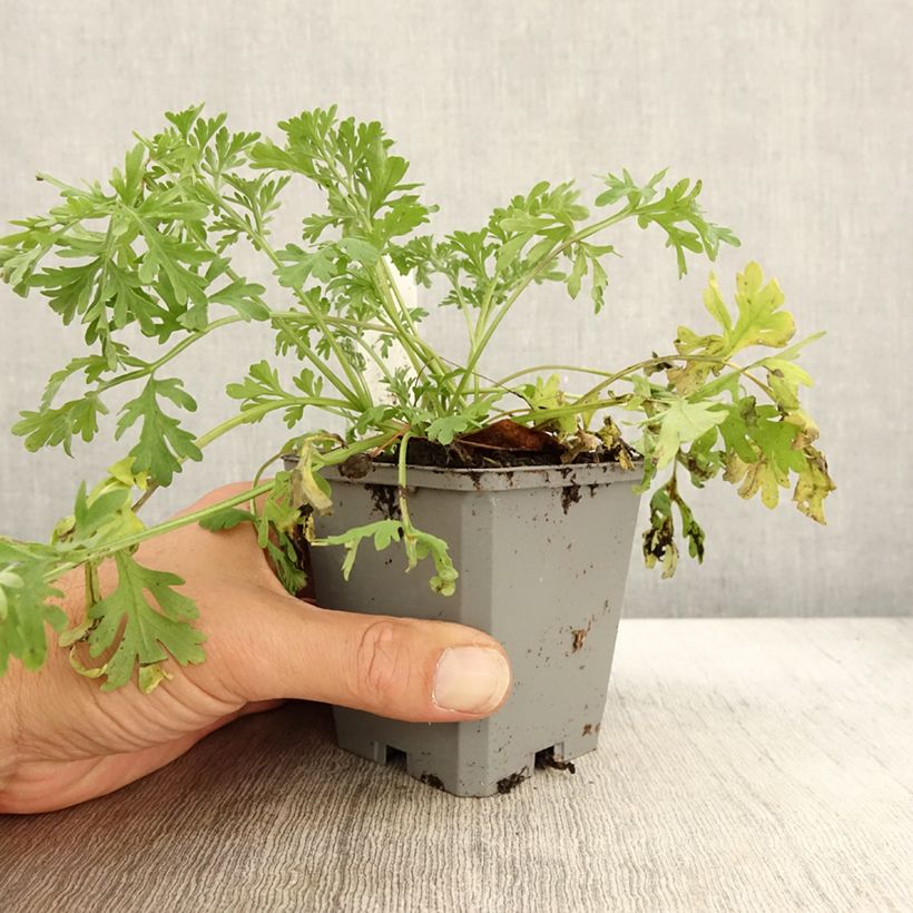 Esemplare di Absinthe - Artemisia absinthium BIO Godet de 7/8 cm come consegnato in autunno