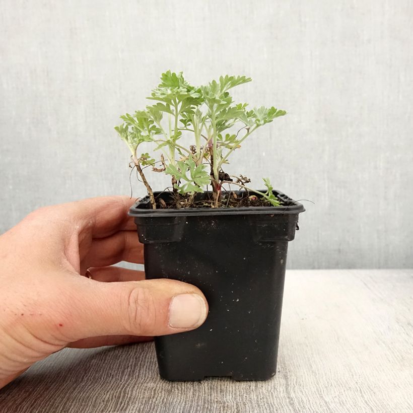 Example of Artemisia absinthium Bio - Assenzio maggiore Vasetto da 7/8 cm as you get in printemps