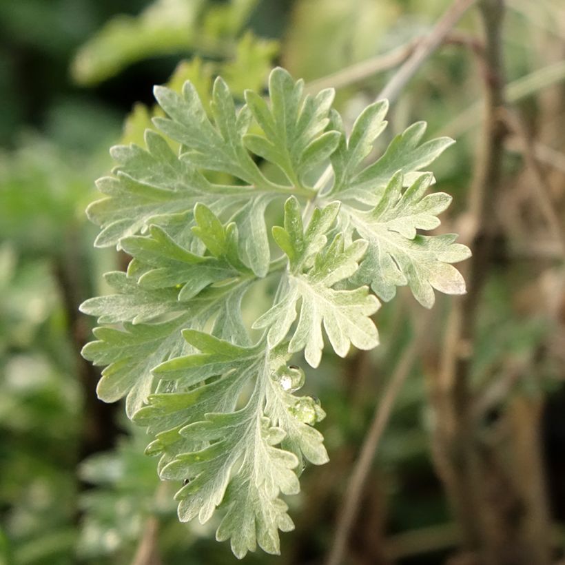 Artemisia absinthium - Assenzio maggiore (Foliage)