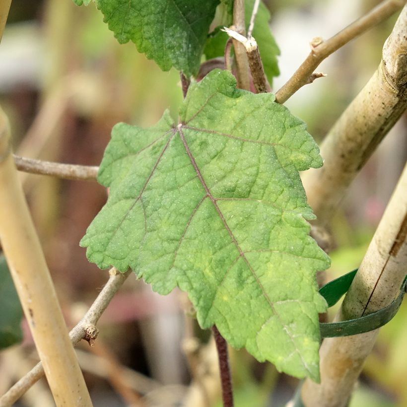 Abutilon megapotamicum Ines (Fogliame)