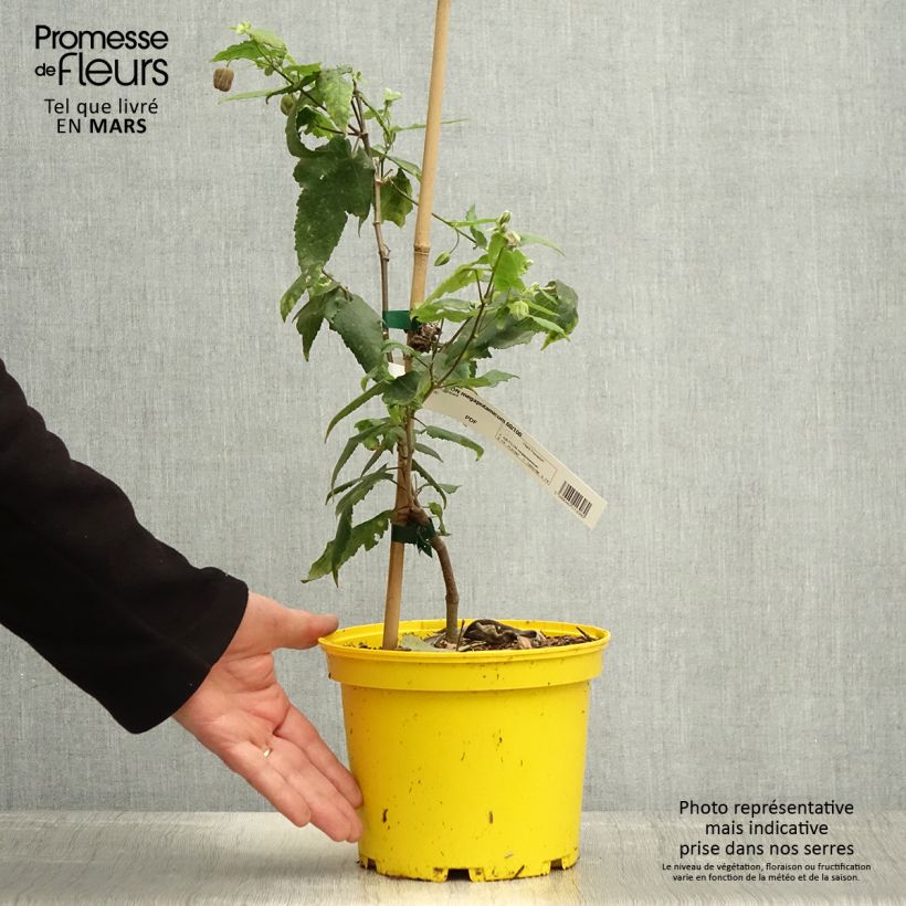 Example of Abutilon megapotamicum Ines Vaso da 3L/4L as you get in printemps