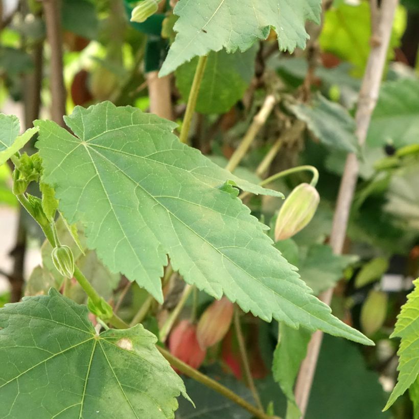 Abutilon Pink Charm (Foliage)