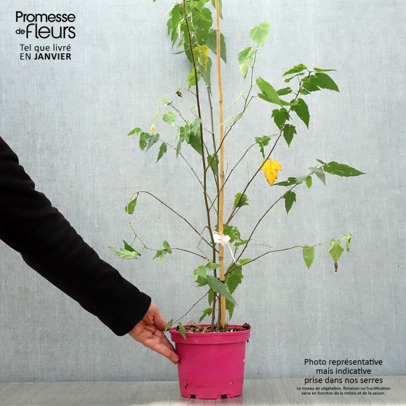 Abutilon Pink Charm Pot de 3L/4L esemplare consegnato in inverno