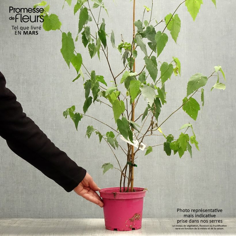 Example of Abutilon Pink Charm Vaso da 3L/4L as you get in printemps